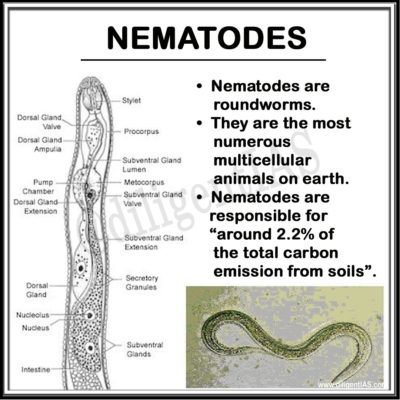 Nematodes [Source : diligentias.com]