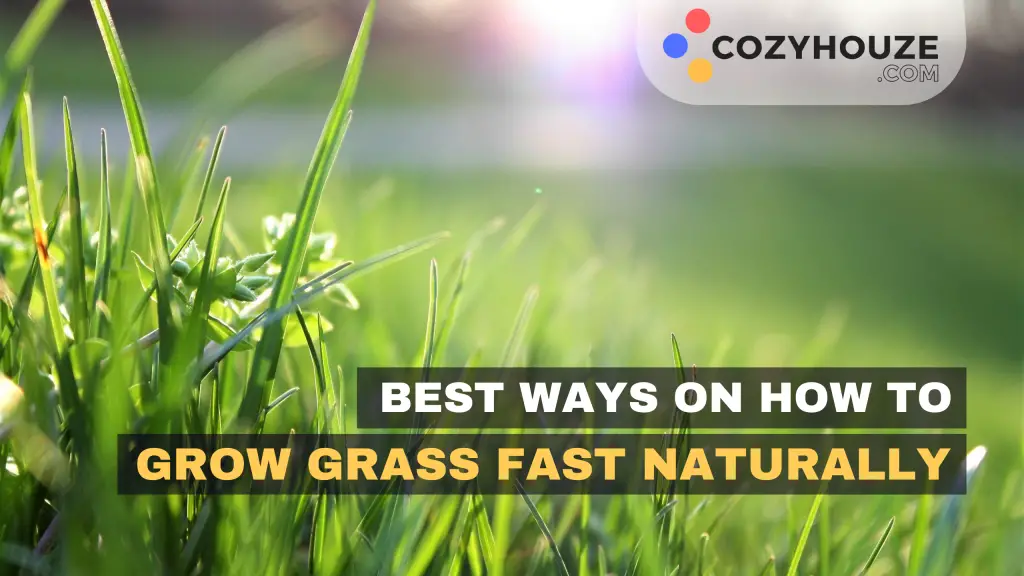 Best Ways To Grow Grass Fast - Featured