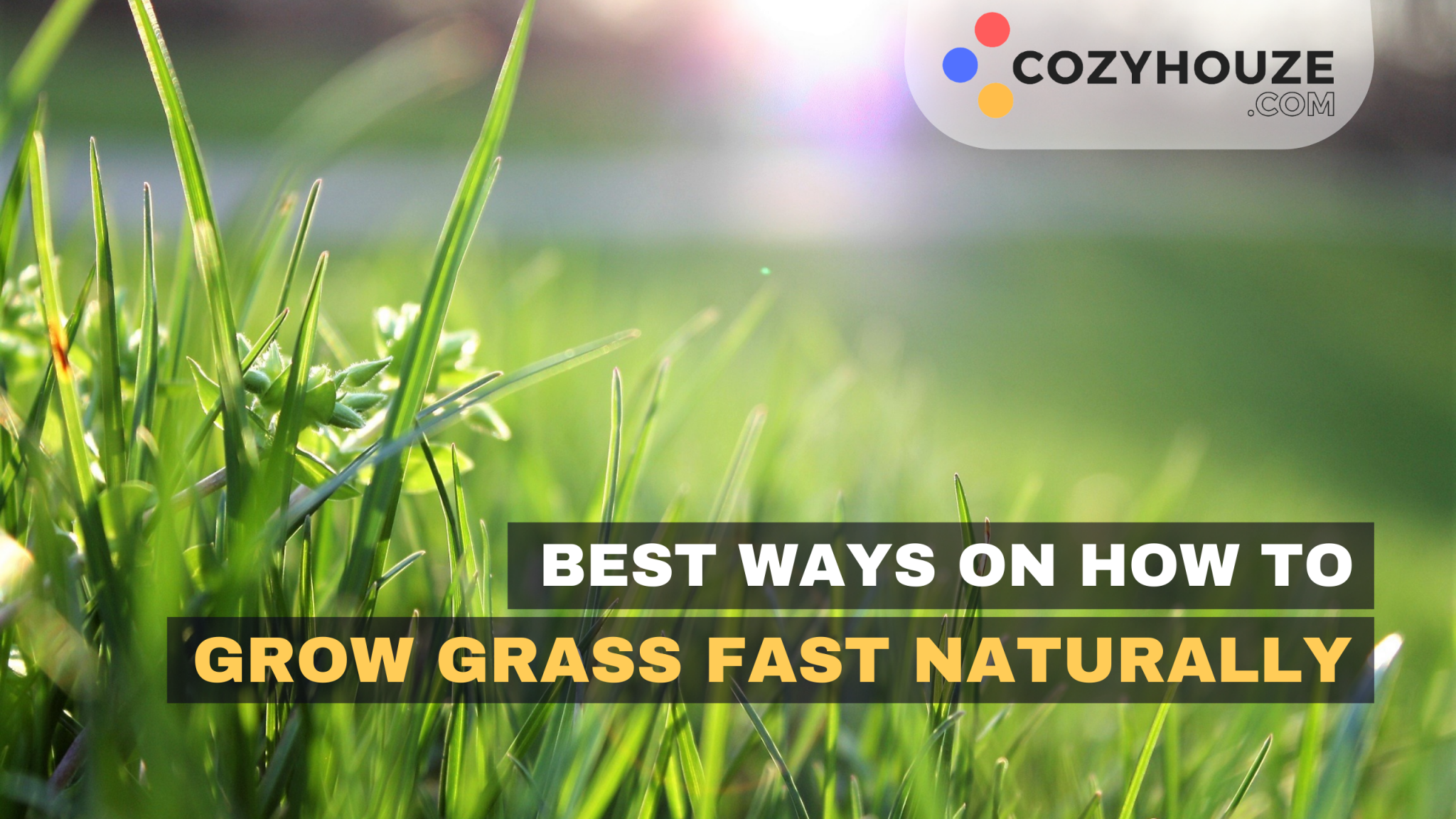 Best Ways to Grow Grass Fast Naturally A Gardener's Ultimate Resource