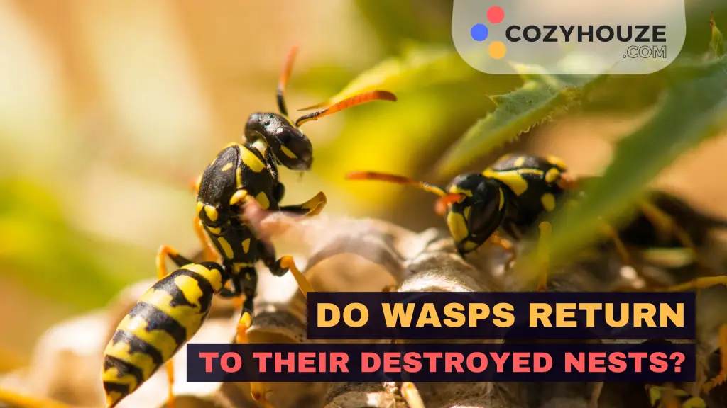 Do Wasps Return To Destroyed Nests - Featured