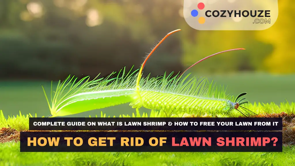 Get Rid Of Lawn Shrimp - Featured
