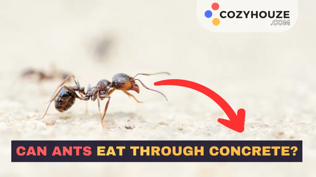 Ants Eat Through Concrete - Featured