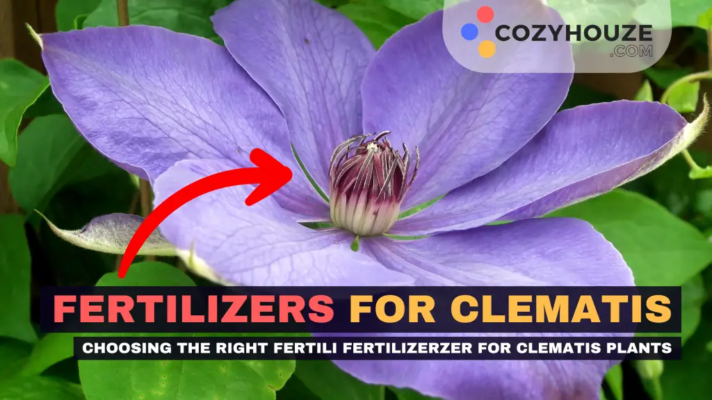 Fertilizers For Clematis - Featured
