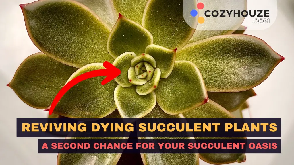 Revive Dying Succulent - Featured
